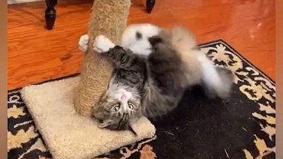 Мех и смех: драка за плед, заклеенные лапки и фантомная драка