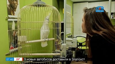 Как ухаживать за попугаем в рубрике «Живой репортаж»