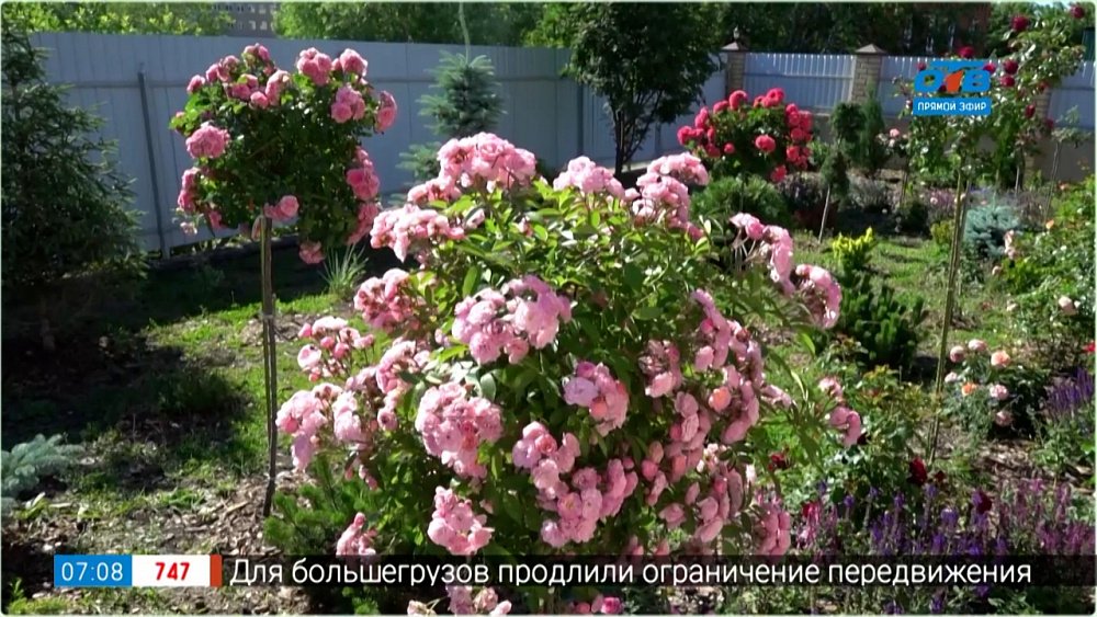 Розы редкой красоты в рубрике «Руки садовода»