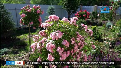 Розы редкой красоты в рубрике «Руки садовода»