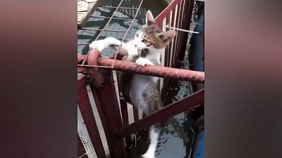 Мех и смех: большая рыба для котёнка, корм танцору и кошачий бойцовский стиль