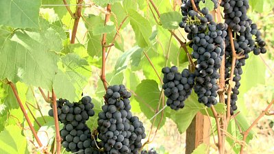 Миасцы собирают урожай винограда