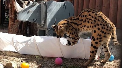 Челябинский зоопарк показал игры сервала Симоны