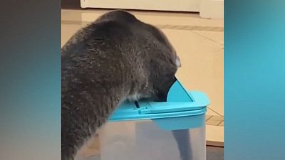 Мех и смех: агрессивный хвост, пустыня сахара и воришка корма