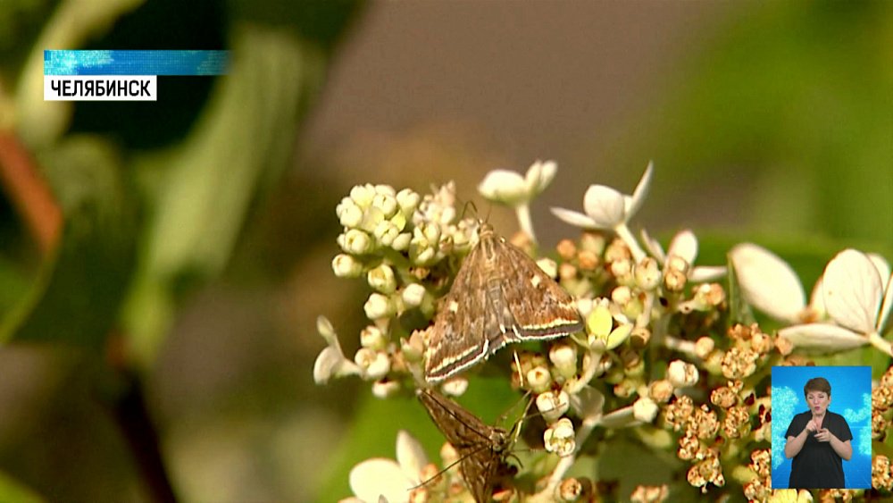 В регионе нашествие мотыльков