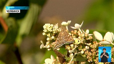 В регионе нашествие мотыльков