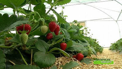 Зеленая передача 26.08.2021