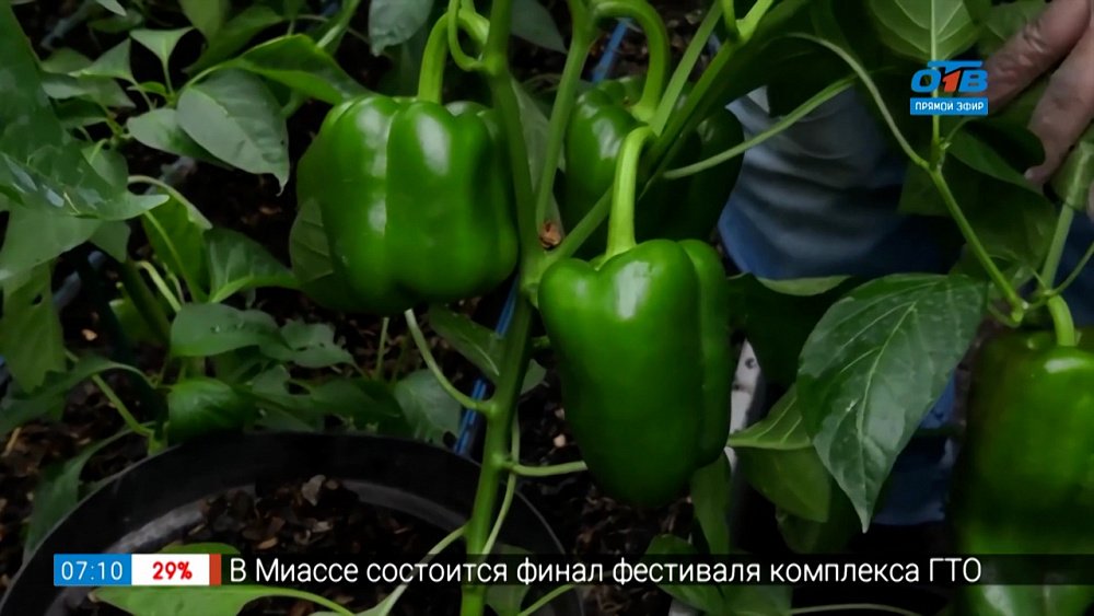 Как вырастить перцы в горшке в рубрике «Руки садовода»