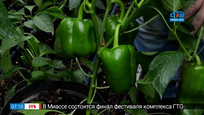 Как вырастить перцы в горшке в рубрике «Руки садовода»