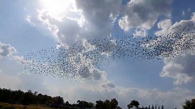 Мурмурация скворцов попала на видео в Челябинске