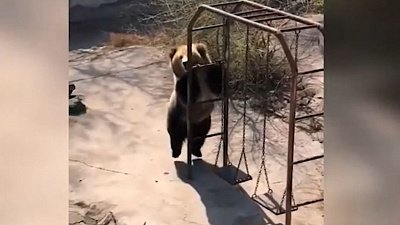 Мех и смех: танцующий медведь, кролик рэпер и грязевые ванны