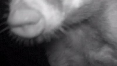 Таганайский барсук пофыркал в камеру фотоловушки