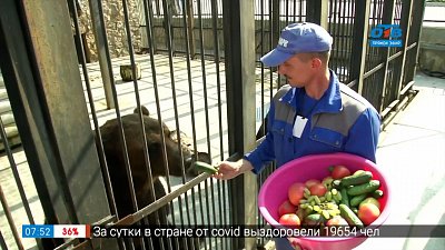 Медвежья диета в рубрике «Живой репортаж»