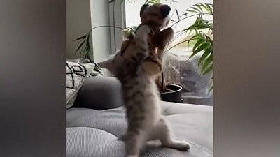 Мех и смех: возмущенный пес, играющий кот и голодный малыш тюленя