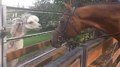 В Челябинском зоопарке альпака познакомился с лошадью