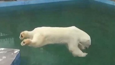 В Челябинском зоопарке рассказали, как готовятся к медвежьей рыбалке