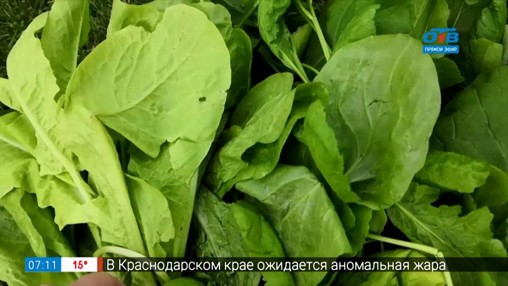 Что посеять в саду в начале осени в рубрике «Руки садовода»