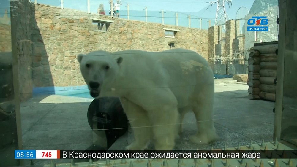 Медвежья рыбалка в рубрике «Живой репортаж»