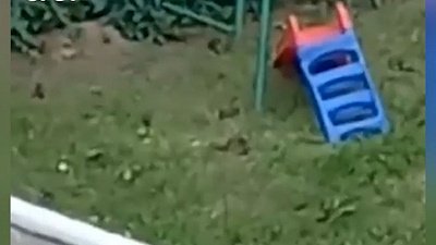 Видео нашествия грызунов на Урале