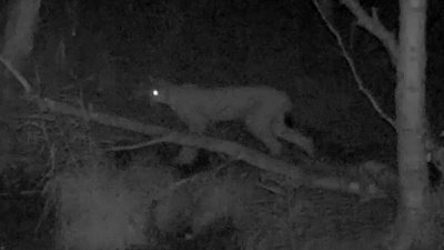 Фотоловушка в нацпарке «Таганай» засняла рысь на охоте