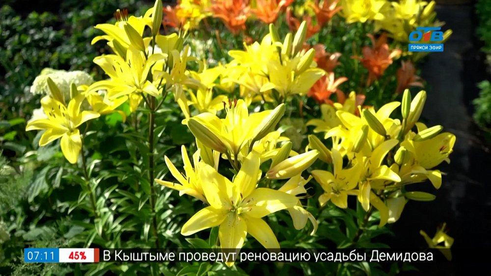 Лилии — ароматные красавицы в саду в рубрике «Руки садовода»