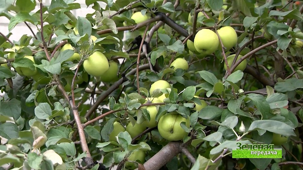 Зеленая передача 02.09.2021