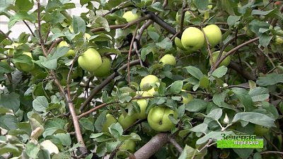 Зеленая передача 02.09.2021