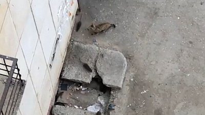 Крысы, заполнившие двор общежития в Миассе, попали на видео