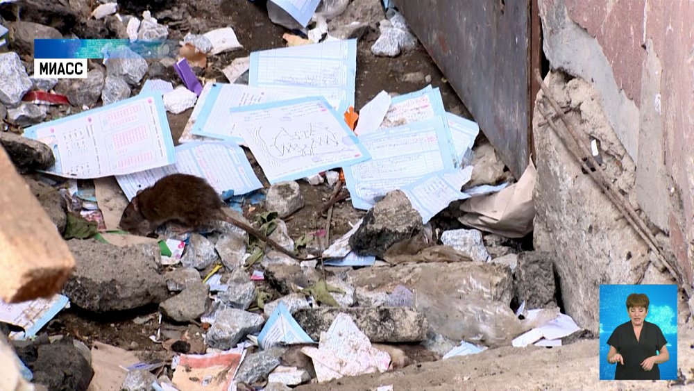 Общежитие в Миассе атаковали крысы