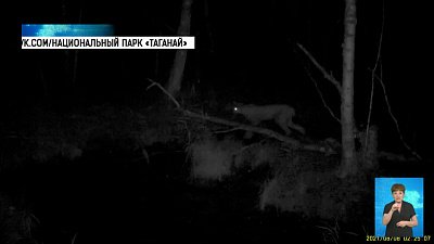 На Таганае рысь испугалась лося
