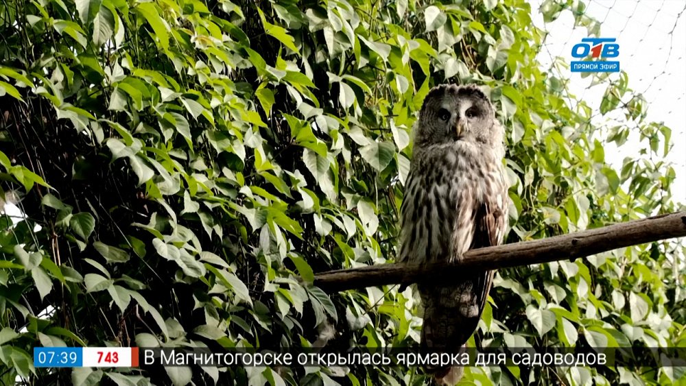 Совиная общага — в рубрике «Живой репортаж»