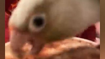 Мех и смех: мусорная постель, клейкое дело и душ из какао