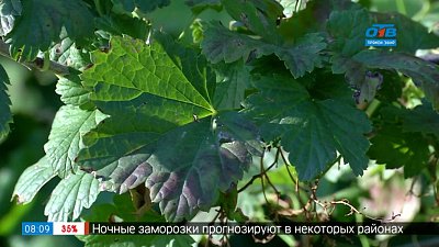 Собрали урожай? Внимание на смородину! В рубрике — Руки садовода