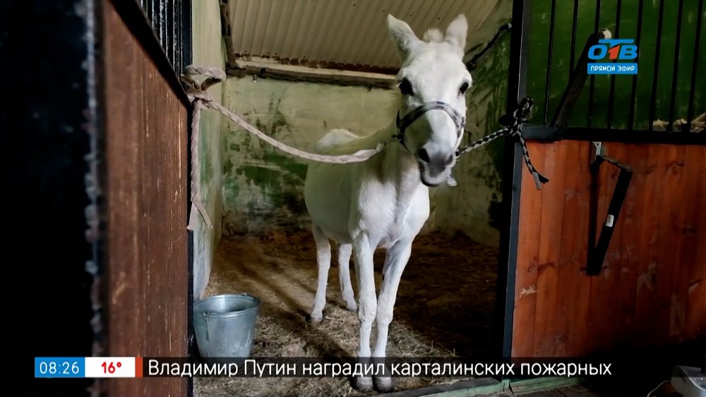 Ингаляции для осла — Живой репортаж