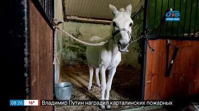 Ингаляции для осла — Живой репортаж