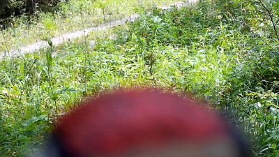 Видео нападения дятла-вандала на фотоловушку на Таганае