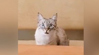 Мех и смех: следящий кот, расстроенная китя и спешащий собакен