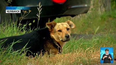 Что делать с бродячими собаками в садах?