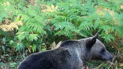 Фотоловушка на Таганае зафиксировала медвежью прогулку