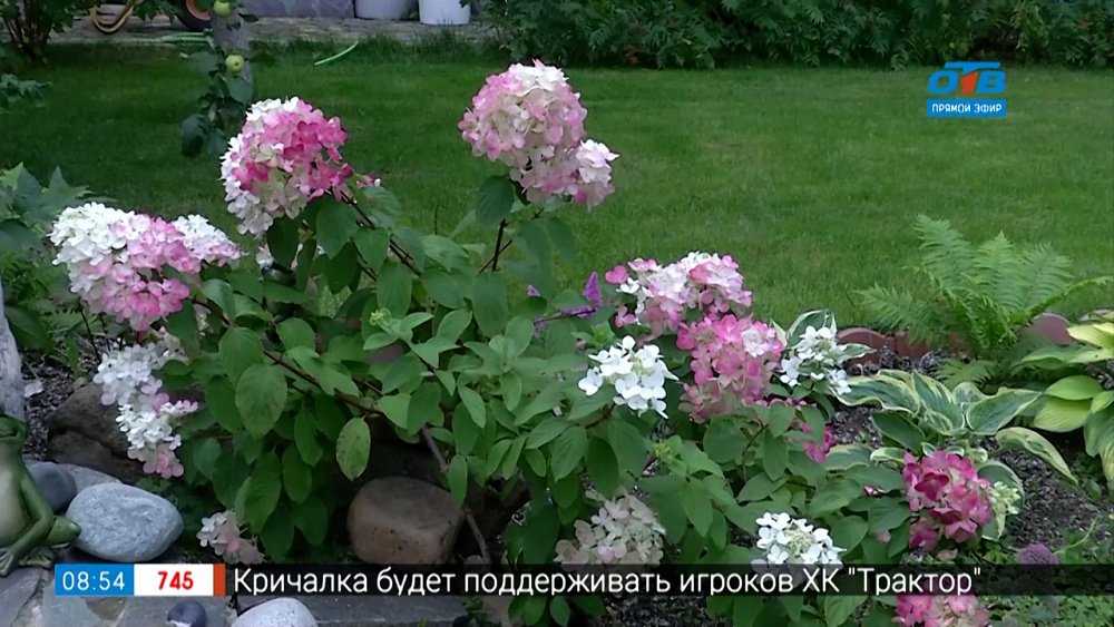 Гортензии — в каждый сад. Даже в самый маленький, в рубрике «Руки садовода»