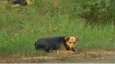 Челябинцы жалуются на стаи брошенных собак в садовых товариществах
