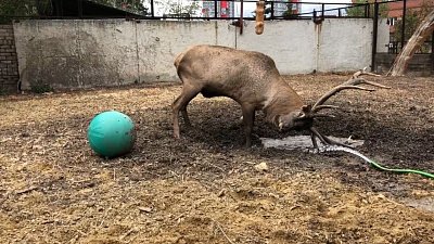 Грязевые ванны марала засняли в Челябинском зоопарке