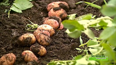 Зеленая передача 09.09.2021