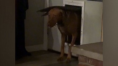 Мех и смех: радостная коровка, испуганный пес и деловая собачка