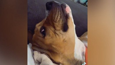 Мех и смех: полоса препятствий, музыкальный пес и дружеская поддержка