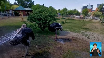 Очаги птичьего гриппа нашли в регионе