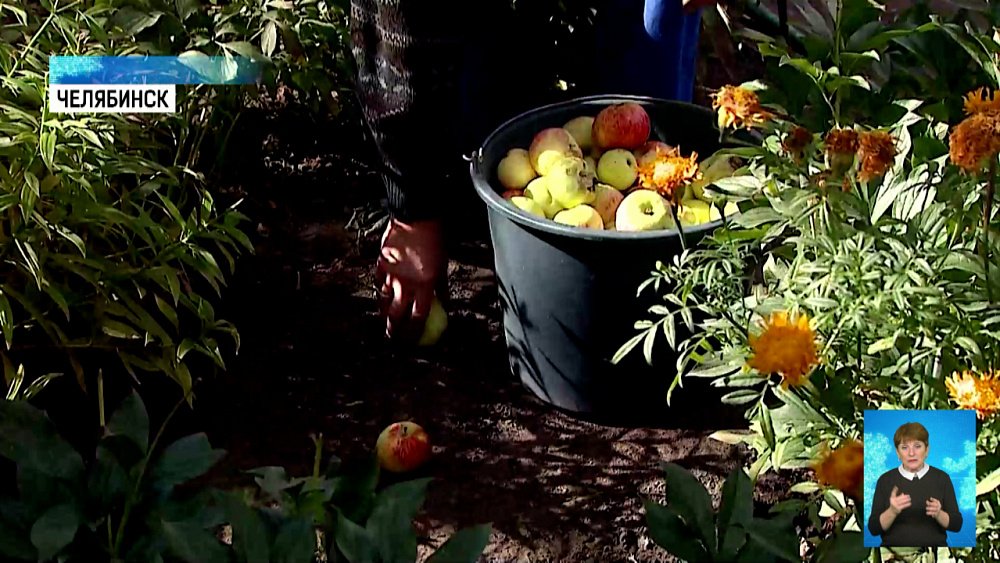 Садоводам некуда деть излишки урожая