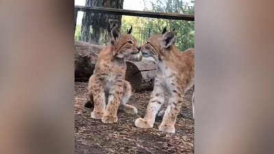 В Челябинском зоопарке рысята потерлись носиками