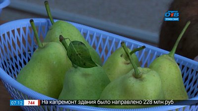 Новые сорта плодовых культур в рубрике «Руки садовода»