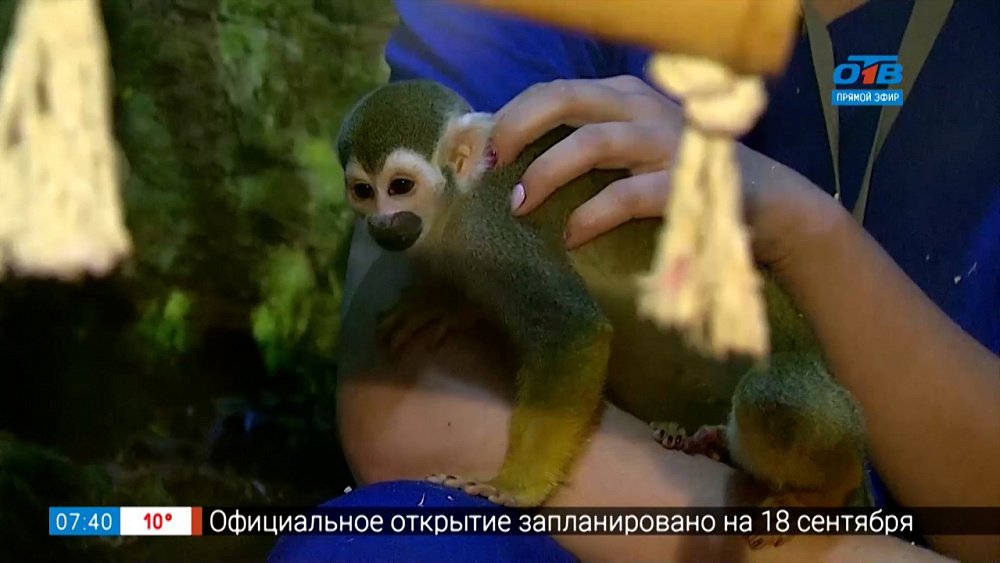 Обезьяны саймири в рубрике «Живой репортаж»